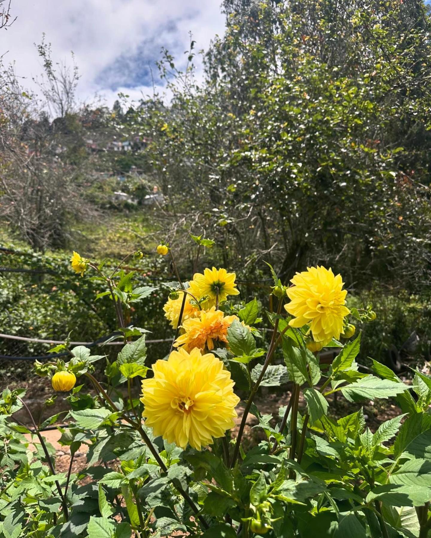 Magica Mount A Frame Wood House Vila Kodaikanal Exterior foto